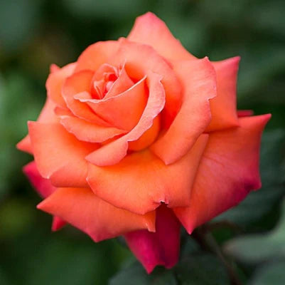 Light Orange Rose Flower seeds for Planting - Sun Loving, Heirloom & GMO Free Seeds for Home Garden
