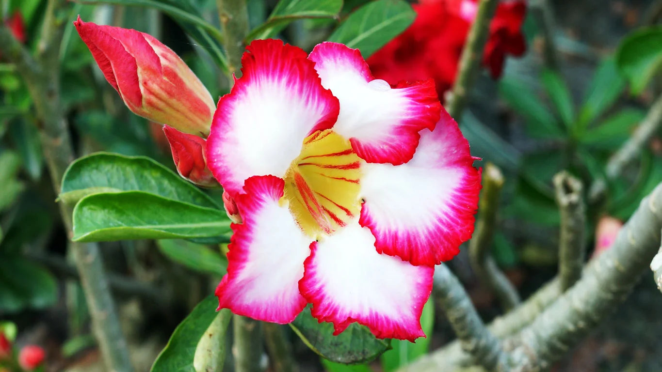 Pink White Adenium Flower seeds for Planting - Sun Loving, Heirloom & GMO Free Seeds for Home Garden