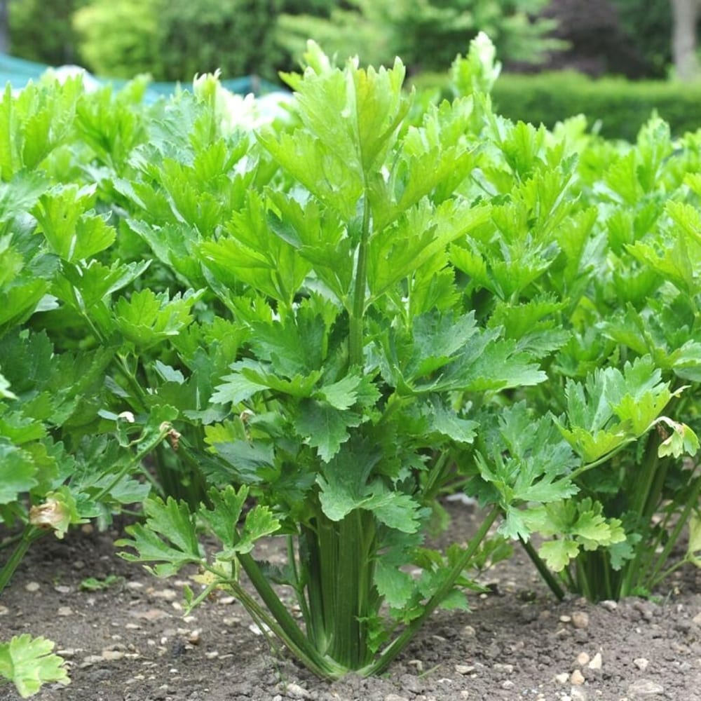 Green Apium Graveolens Planting Seeds for Home Gardening