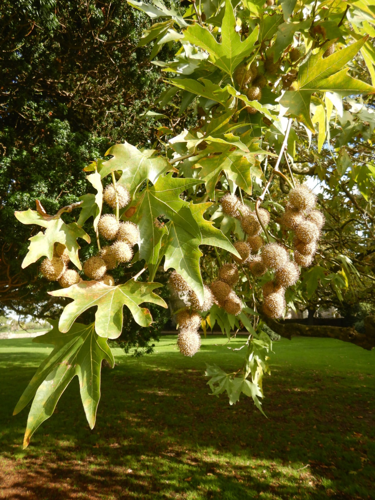 Green Platanus Orientalis Seeds for Planting