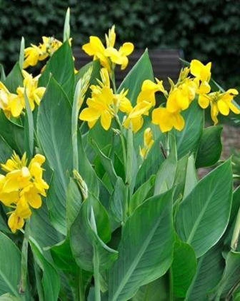 Yellow Pretoria Flower seeds for Planting - Premium Quality, Heirloom & GMO Free Seeds for Home Garden