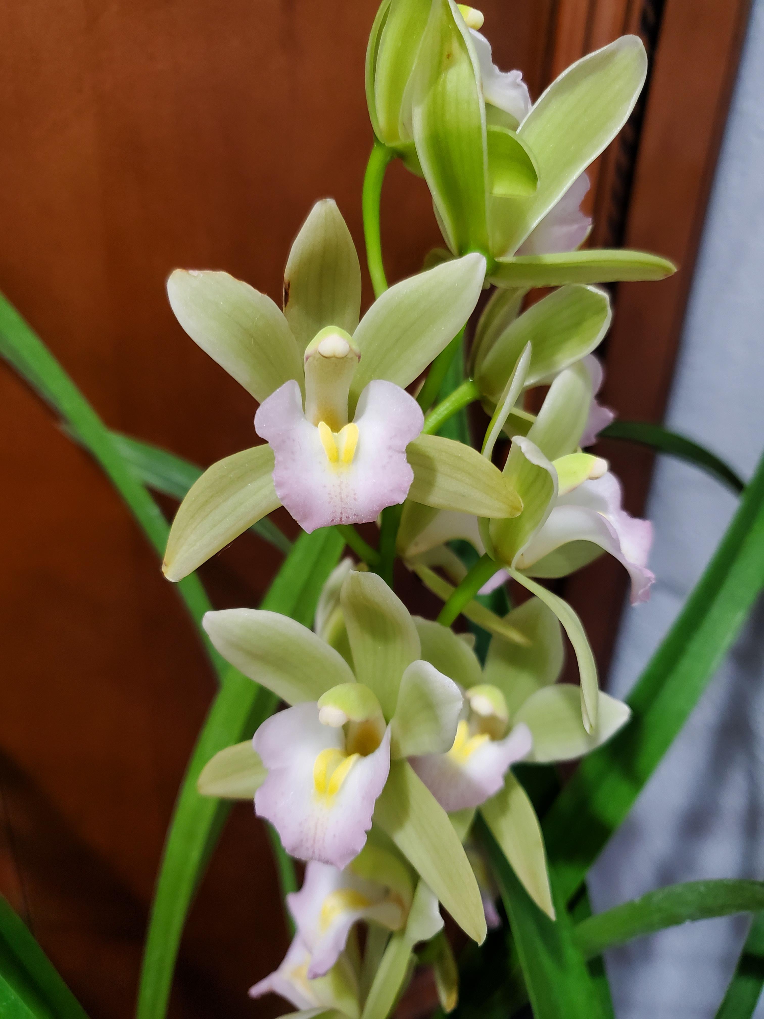 Green Cymbidium Flower seeds for Planting - Bright Blooms, Heirloom & GMO Free Seeds for Home Garden