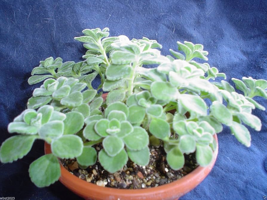 Plectranthus amboinicus thick textured leaves grown from seeds