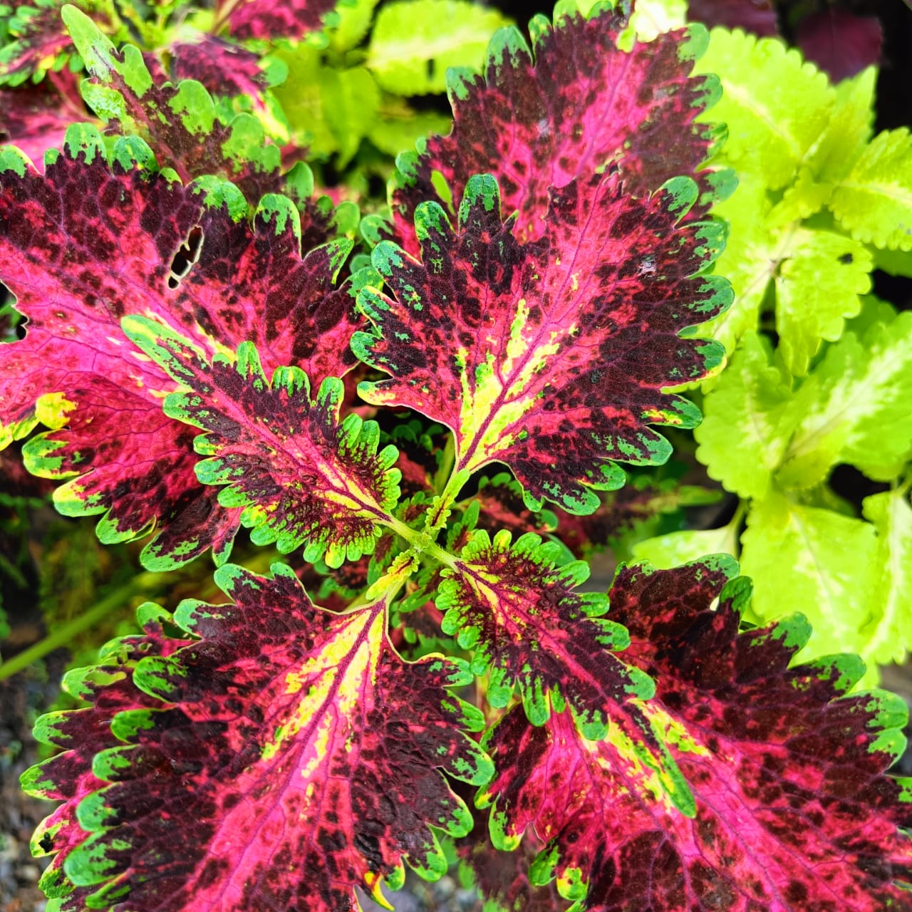 Buy Coleus Plant Seeds Online – Plectranthus scutellarioides Variety