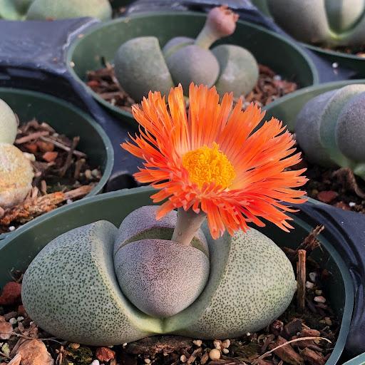 Pleiospilos Nelii Flower seeds for Planting - Cottage Garden Essential, Heirloom & GMO Free Seeds for Home Garden