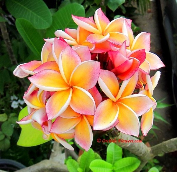 Peach Frangipani Flower Seeds for Planting