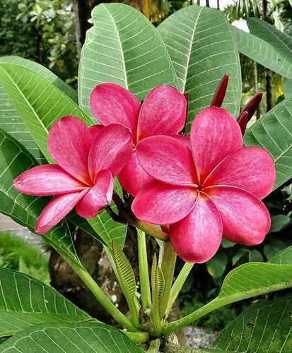 Rubra Flower seeds for Planting - Premium Quality, Heirloom & GMO Free Seeds for Home Garden
