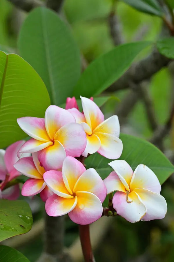 Orange Frangipani Flower seeds for Planting - Garden Favorite, Heirloom & GMO Free Seeds for Home Garden