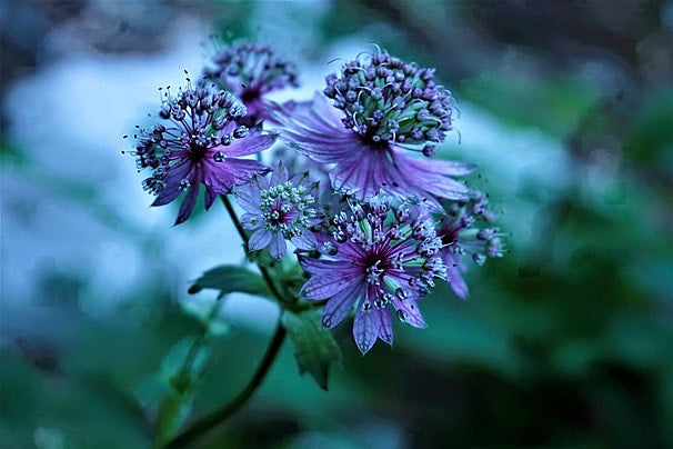 Blue Astrantia Flower seeds for Planting - Pollinator Friendly, Heirloom & GMO Free Seeds for Home Garden