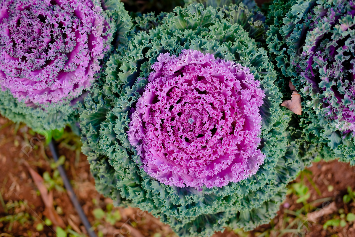 Pink Kale Vegetable Seeds for Planting