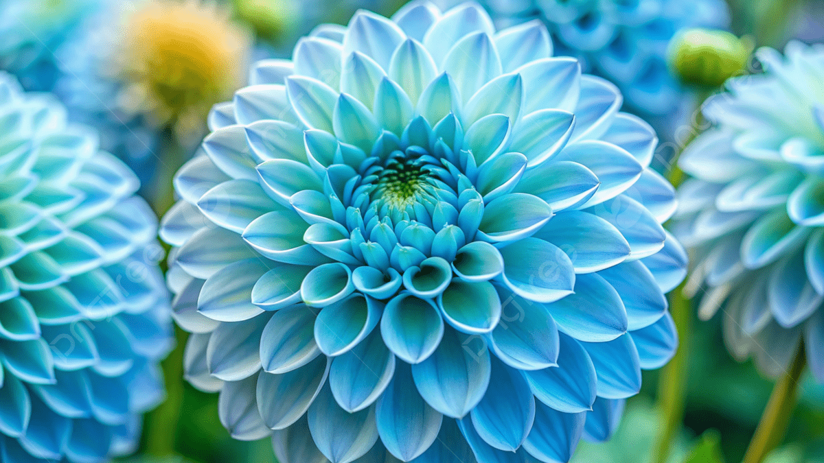 Light Blue Chrysanthemum Flower seeds for Planting - Easy to Grow, Heirloom & GMO Free Seeds for Home Garden