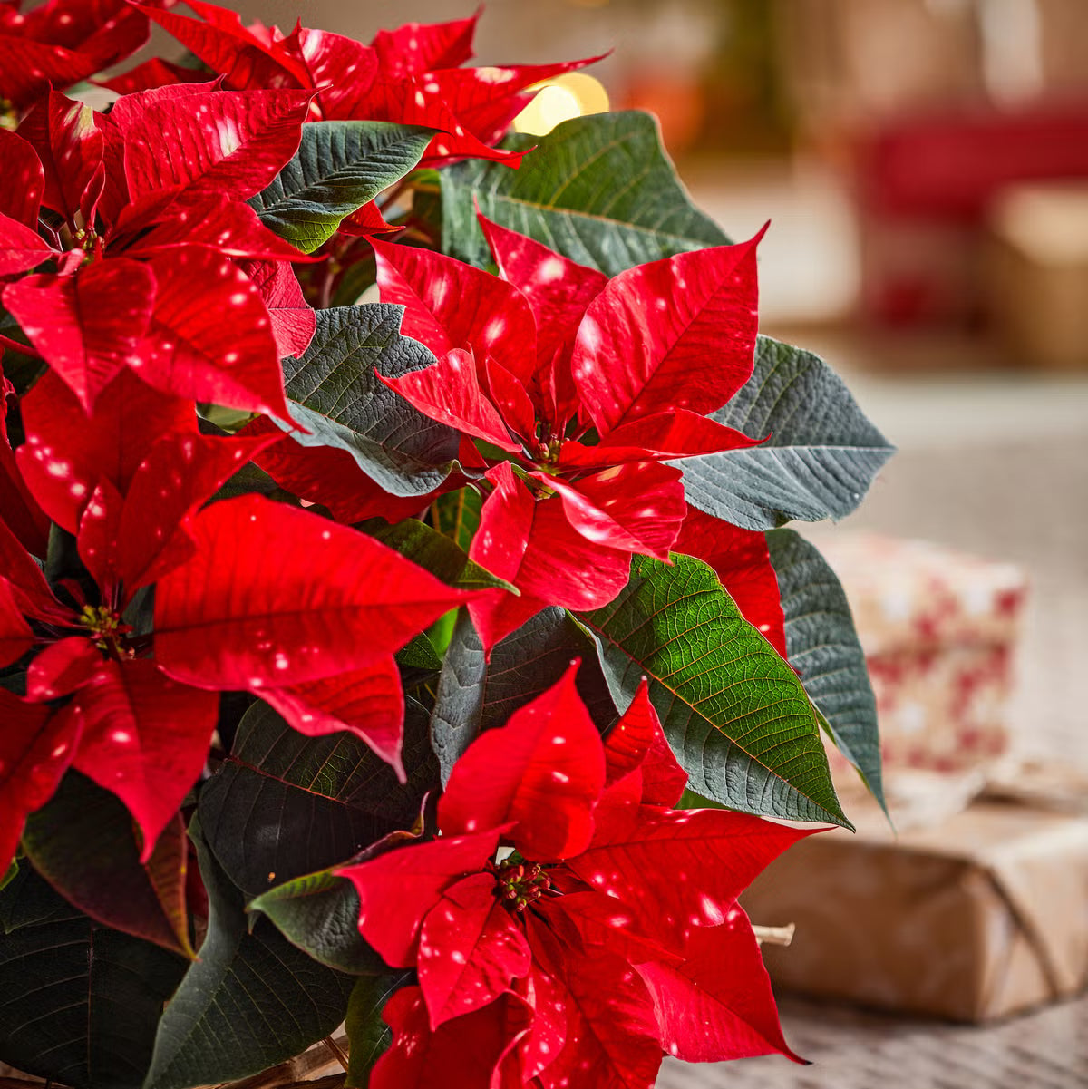 Red Poinsettia Flower Seeds for Planting Hardy Variety Heirloom & GMO Free Seeds for Home Garden
 
 Sale