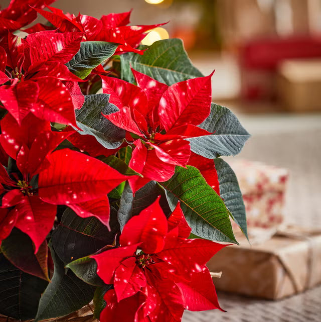 Red Poinsettia Flower seeds for Planting - Fragrant Blossoms, Heirloom & GMO Free Seeds for Home Garden