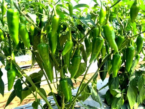 Jalapeno Seeds for Vegetable Planting