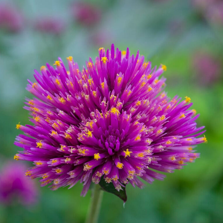 Heirloom Gomphrena Seeds – Non-GMO Colorful Flowers for Home Gardens
