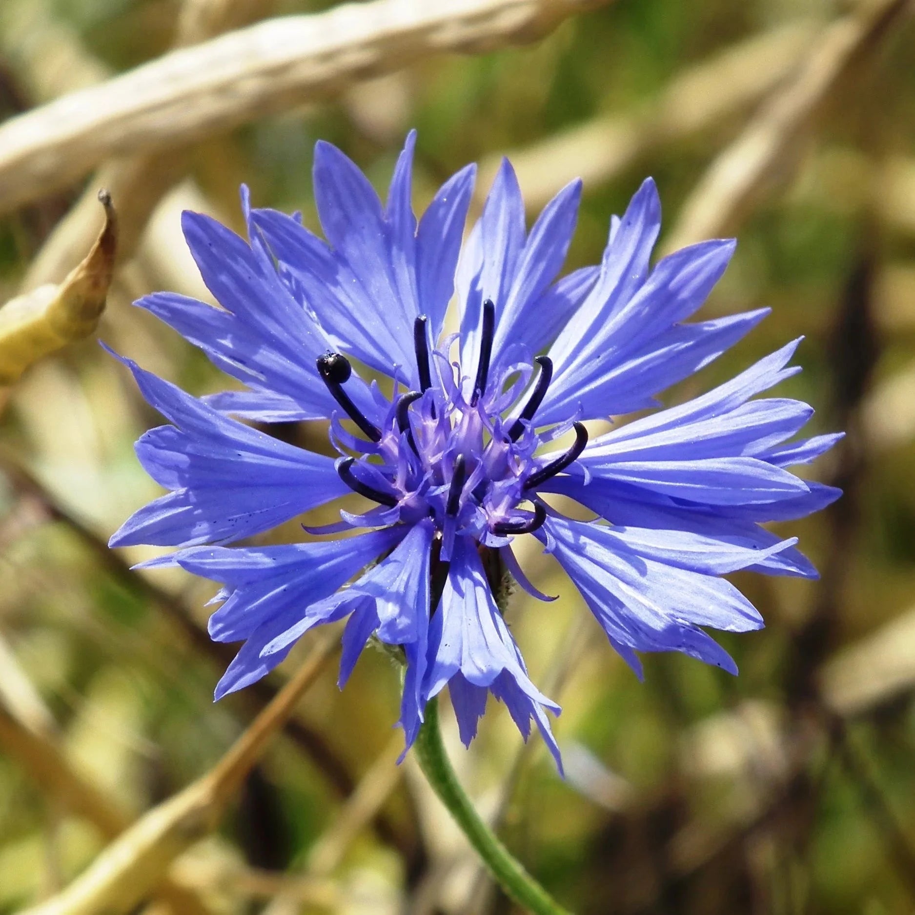 Organic Cornflower Plant Seeds – Pollinator-Friendly Flowers for Pots & Borders