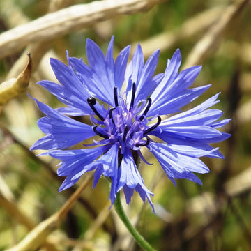 Cornflower Seeds – Hardy Annual Wildflower Garden Variety