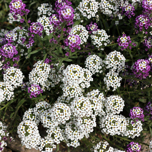 Organic Sweet Alyssum Plant Seeds – Pollinator-Friendly Fragrant Flowers