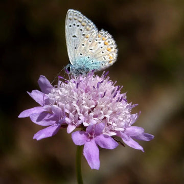 Scabiosa Flower Seeds – Pincushion Flower Mix for Garden & Borders