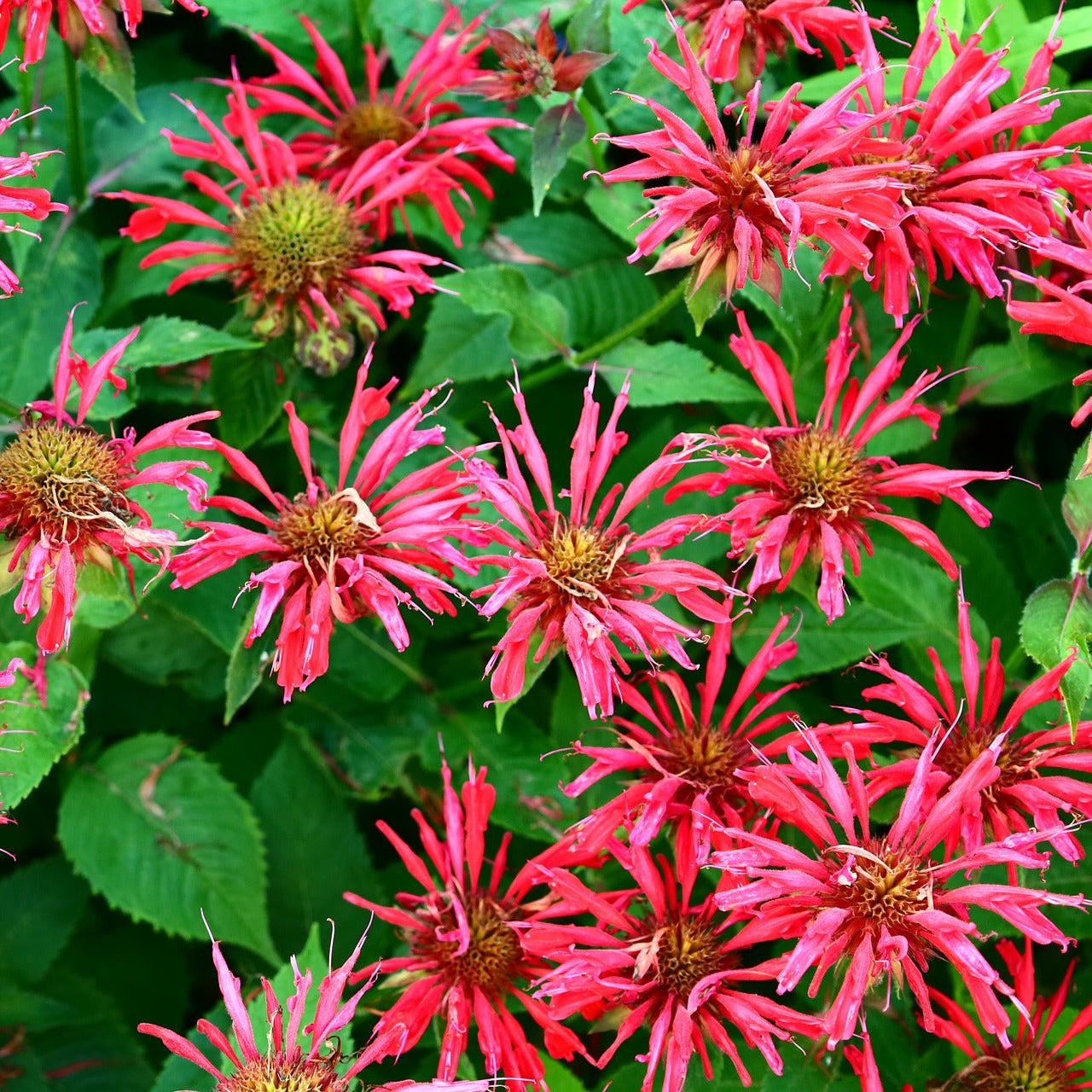 Organic Bee Balm Plant Seeds – Aromatic Medicinal Flower for Pots & Beds