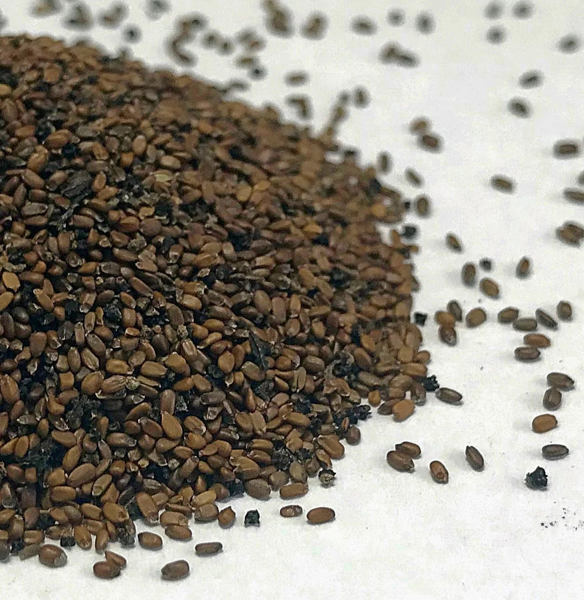 Bee Balm Flower Seeds – Easy to Grow Pollinator-Friendly Plant