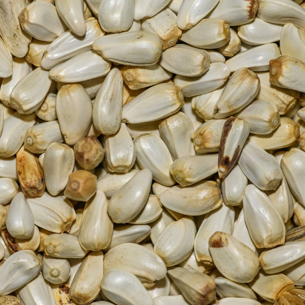 Heirloom Safflower Seeds – Bright Orange Blooms for Natural Dye and Oil