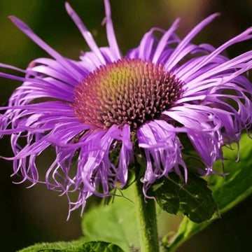 Buy Wild Bergamot (Monarda fistulosa) Seeds – Native Lavender Flower Variety