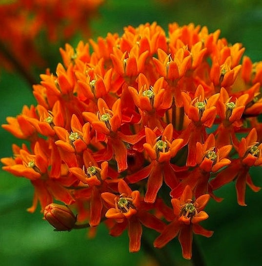 Heirloom Asclepias Seeds – Wildflower for Eco-Friendly Home Gardens