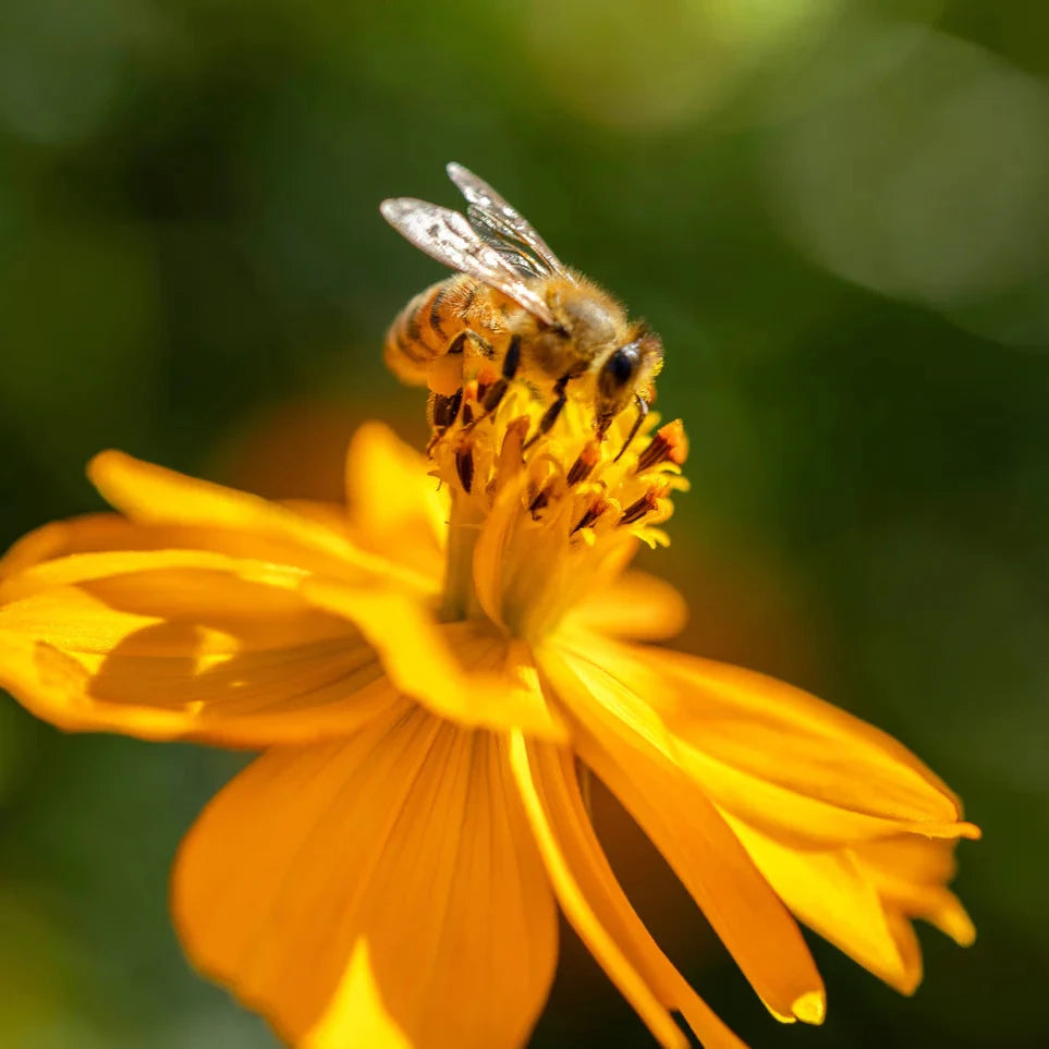 Heirloom Sulphur Cosmos Seeds – Vibrant Yellow-Orange Garden Flowers