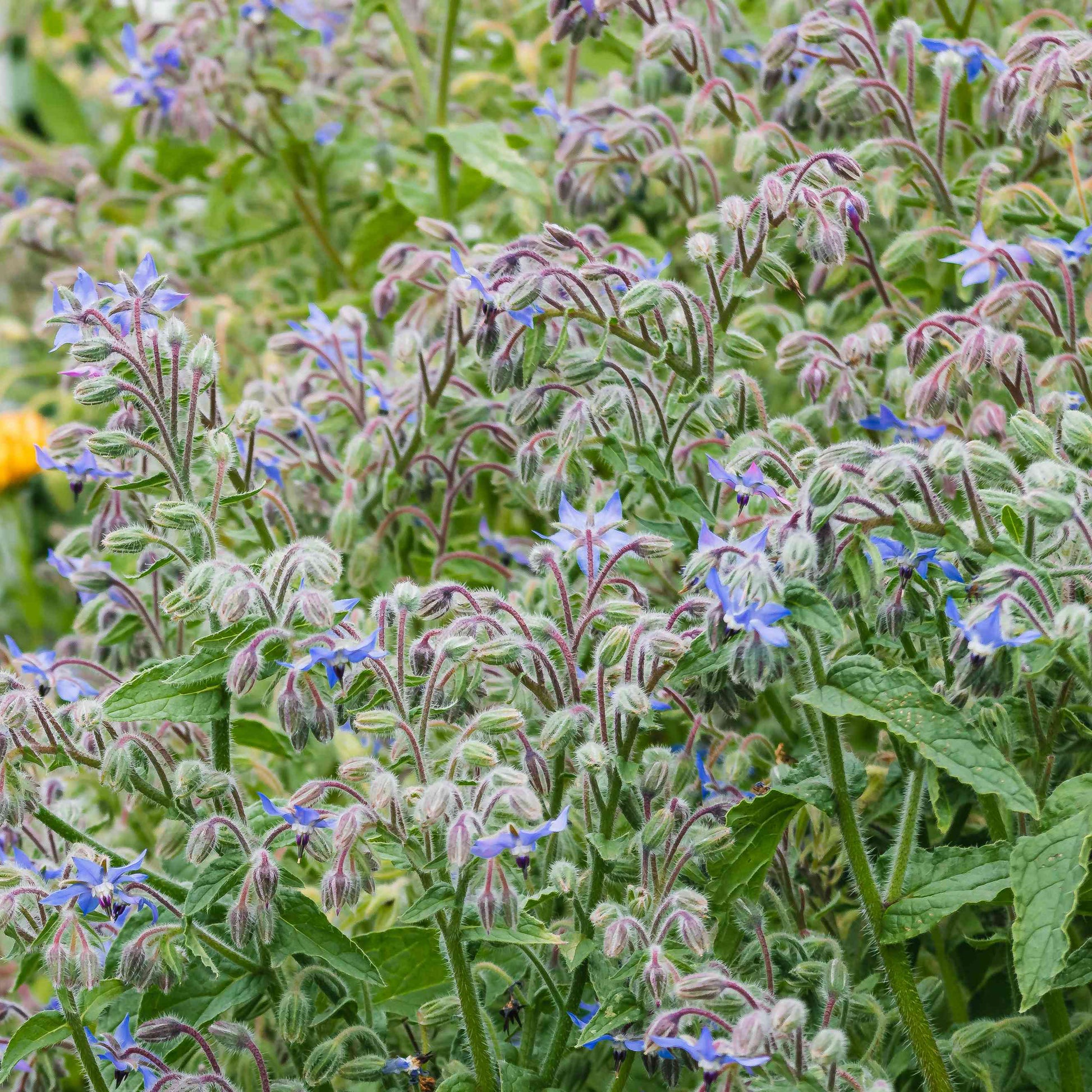 Organic Borage Flower Seeds – Attracts Bees and Butterflies