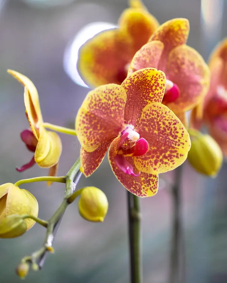 Mixed Butterfly Orchid Flower seeds for Planting - Long Bloom Season, Heirloom & GMO Free Seeds for Home Garden