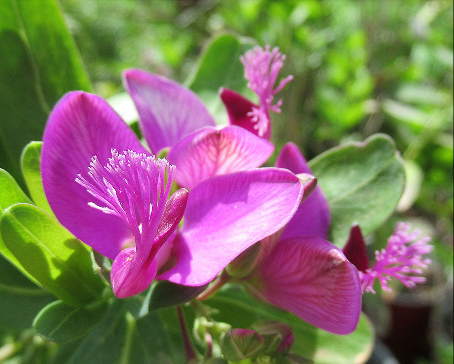 Polygala Myrtifolia Flower seeds for Planting - Hardy Variety, Heirloom & GMO Free Seeds for Home Garden