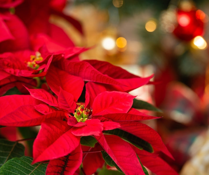 Red Poinsettia Flower seeds for Planting - Fragrant Blossoms, Heirloom & GMO Free Seeds for Home Garden