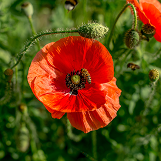 Poppy Flower Seeds – Bright Red and Orange Blooms for Garden Borders