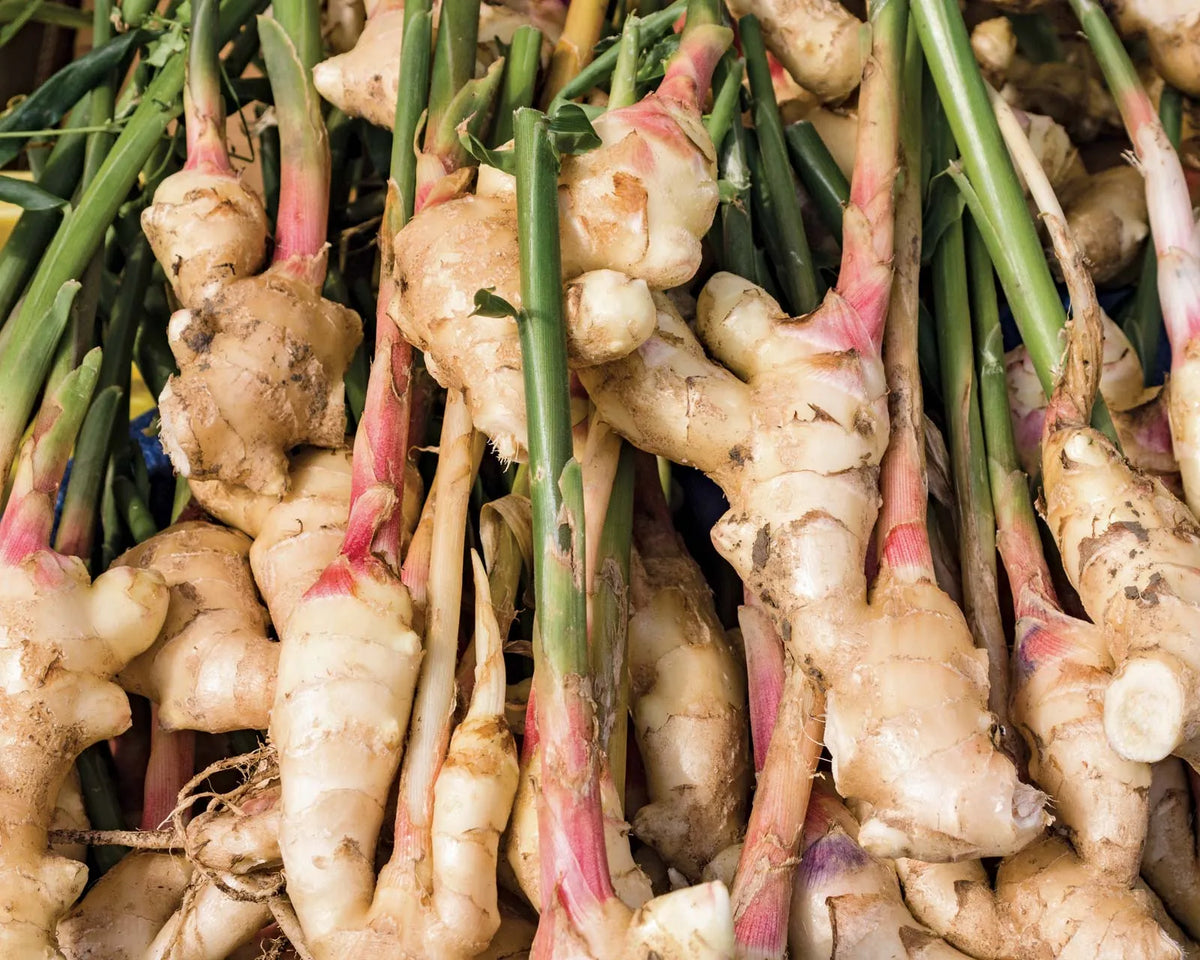 Ginger Vegetable Seeds for planting cream, Premium Seeds seed packet for home gardening