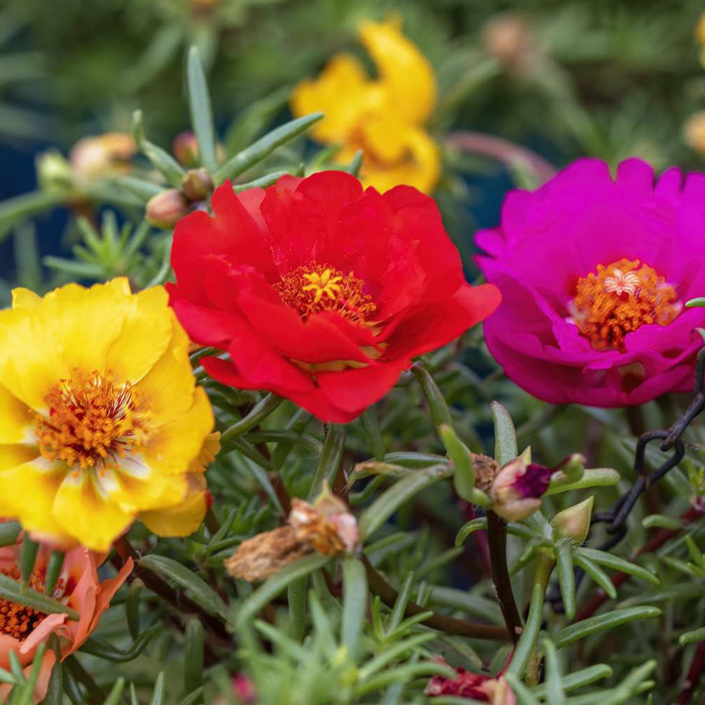 Organic Portulaca grandiflora Seeds – Sun-Loving Garden Flowers