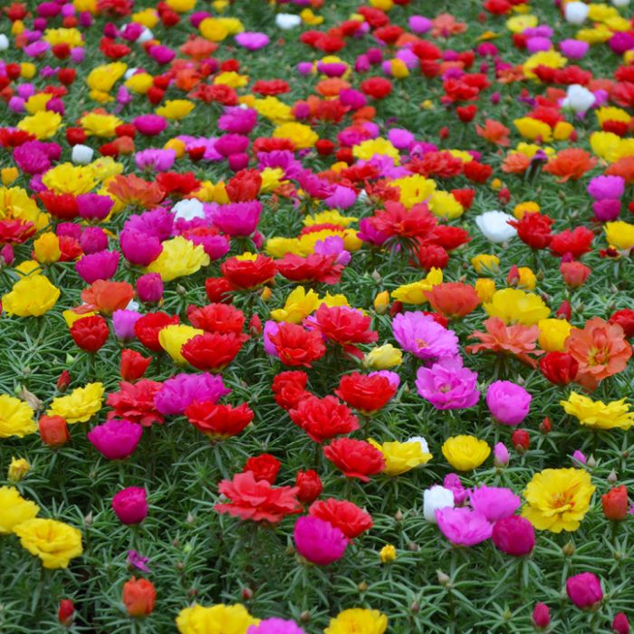 Mixed Rose Portulaca Seeds for Planting - Vibrant Flowers