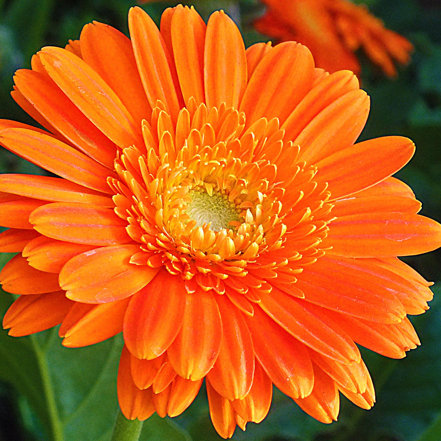 Buy Calendula officinalis Seeds Online – Bright Heirloom Blooms