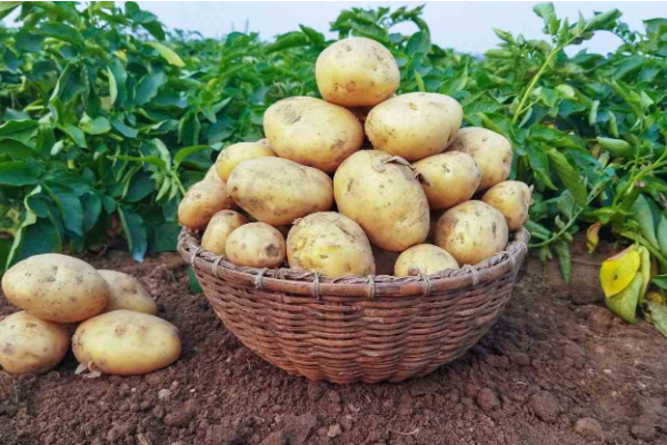 Segunda Papas Vegetable Seeds For Planting - Seed Delicious And Nutritious Potato