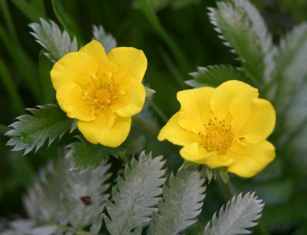 Tormentil Flower seeds for Planting - Fragrant Blossoms, Heirloom & GMO Free Seeds for Home Garden