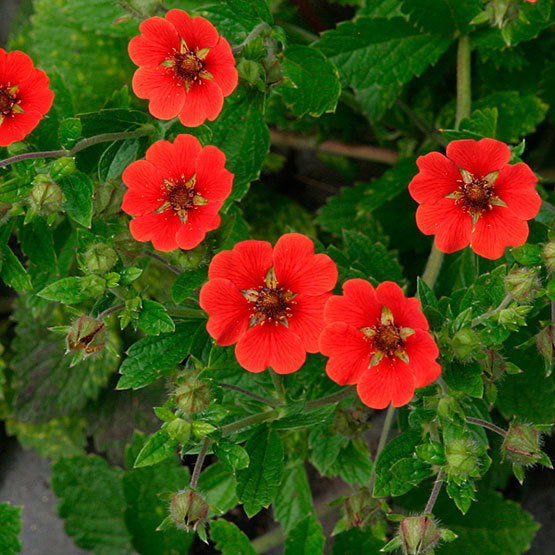 Red Potentilla Atrosanguinea Flower seeds for Planting - Compact Growth, Heirloom & GMO Free Seeds for Home Garden