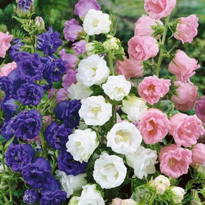 Canterbury Bells Flowers in Pots