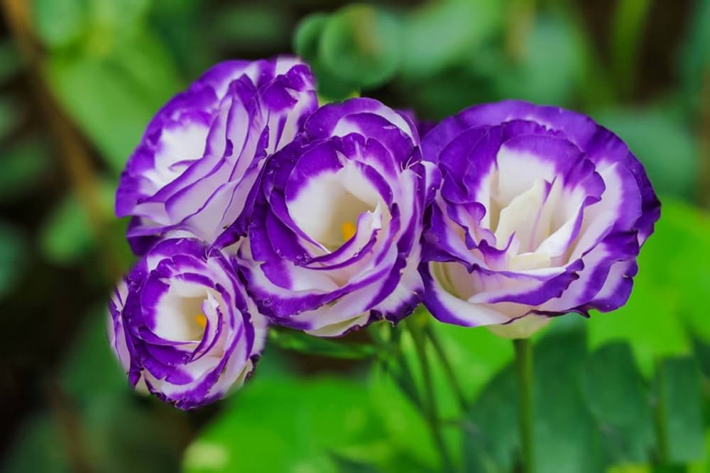 Eustoma Flower Seeds for Planting – Volite Variety Elegant Blooms