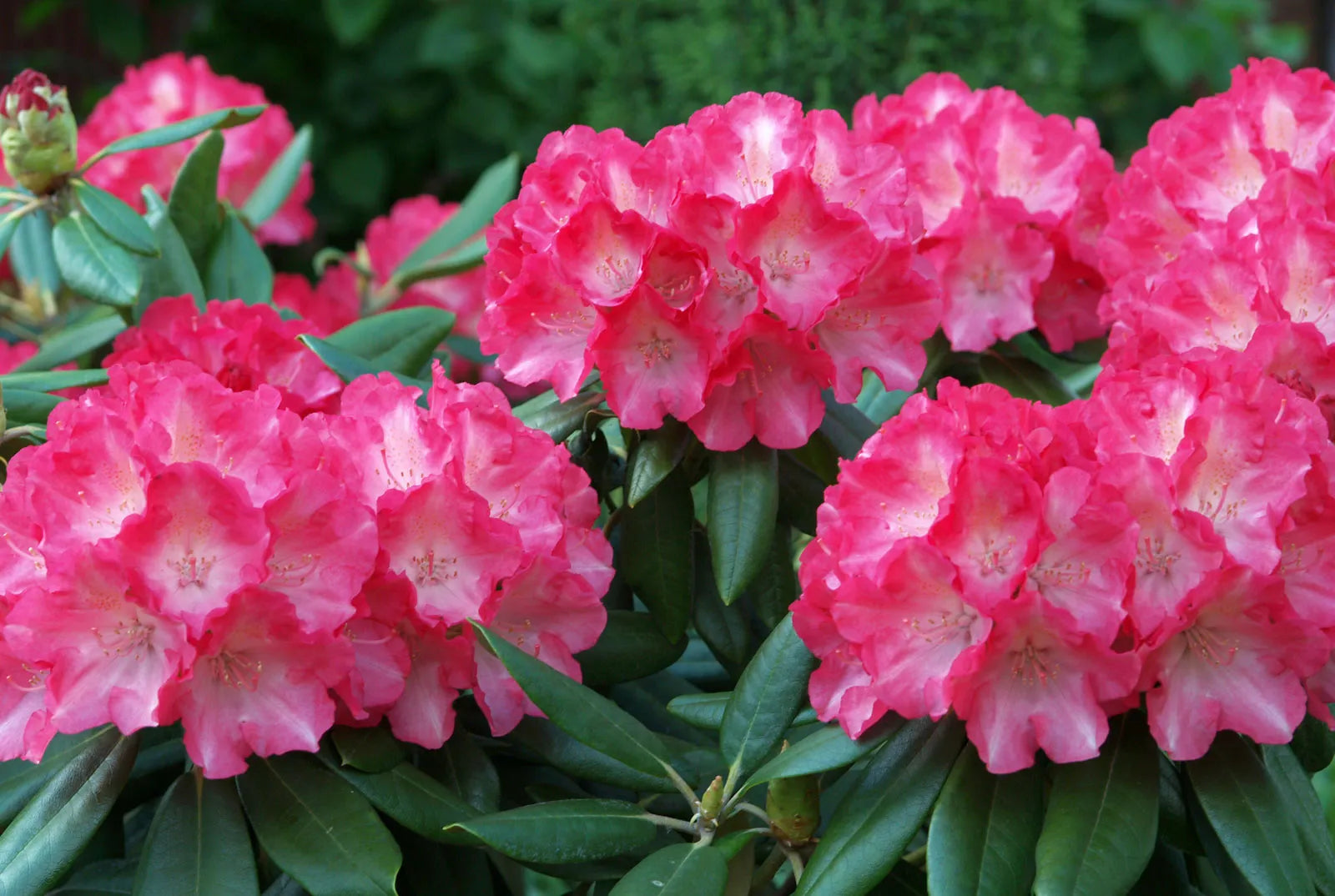 Pink Azalea Flowers in Pots
