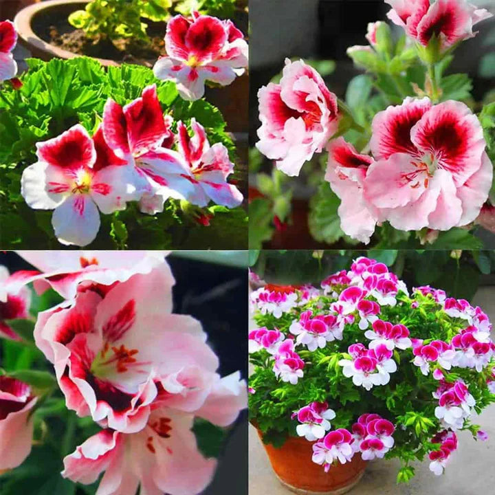Red White Univalve Geranium Flowers in Pots