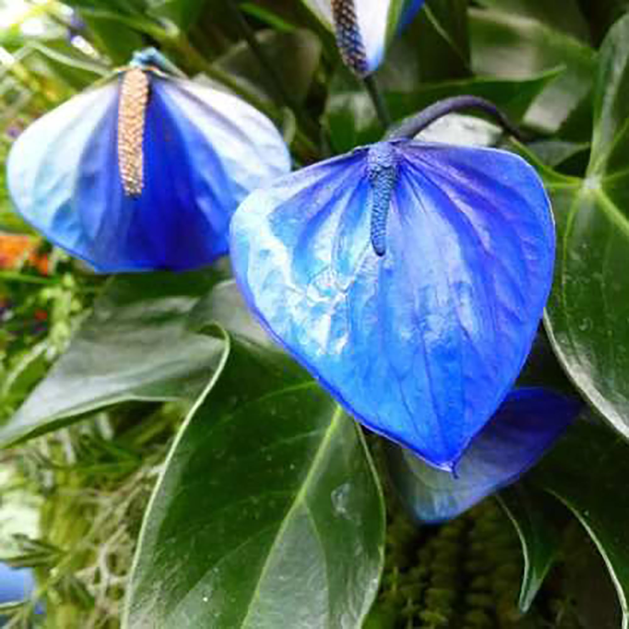 Sky Blue Anthurium Flowers in Pots