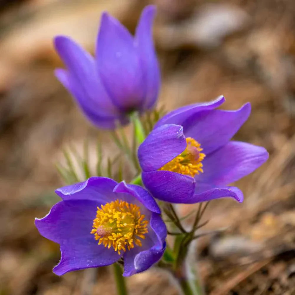 Violet Anemone Pulsatilla Flowers in Pots