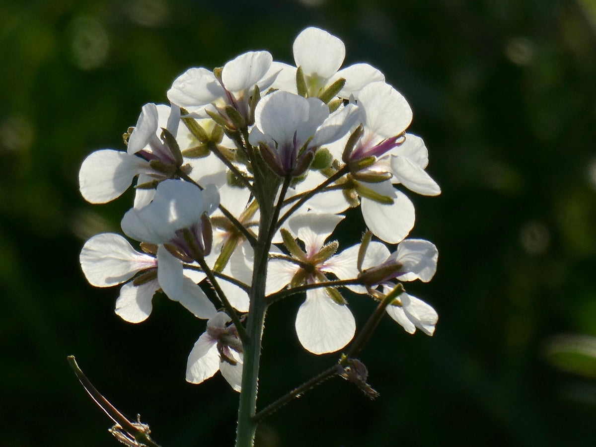 White Wasabi Diplotaxis Seeds for Planting – Flavorful Garden Choice