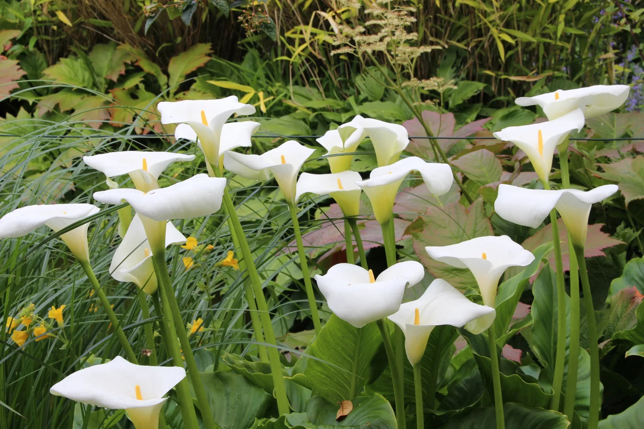 Zantedeschia Aethiopica White Flowers in Pots