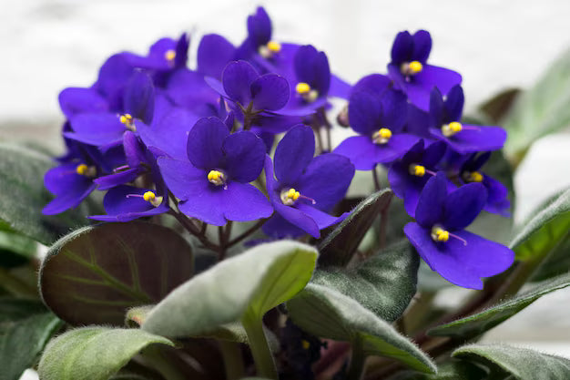 Purple White African Violet Flower seeds for Planting - Colorful Display, Heirloom & GMO Free Seeds for Home Garden